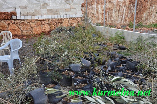 אלמונים הרסו את המשתלה של מגיד חדיד